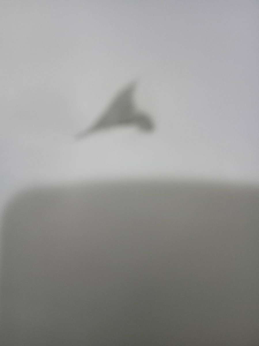 Men's Pro star jacket