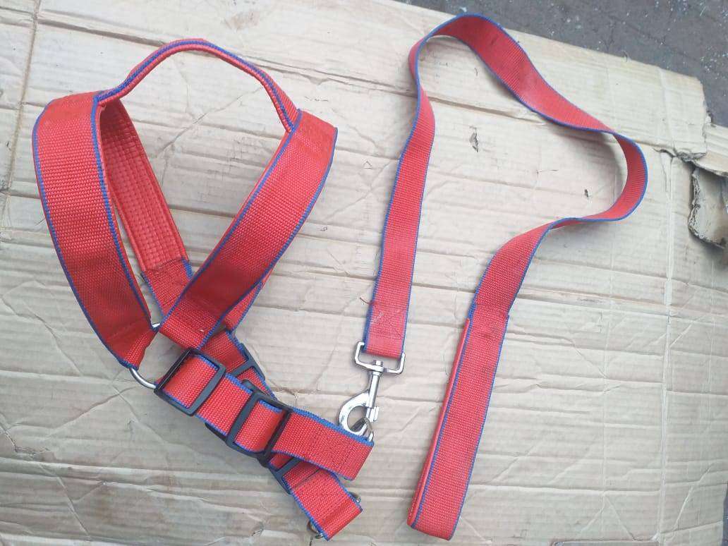 large dog leash