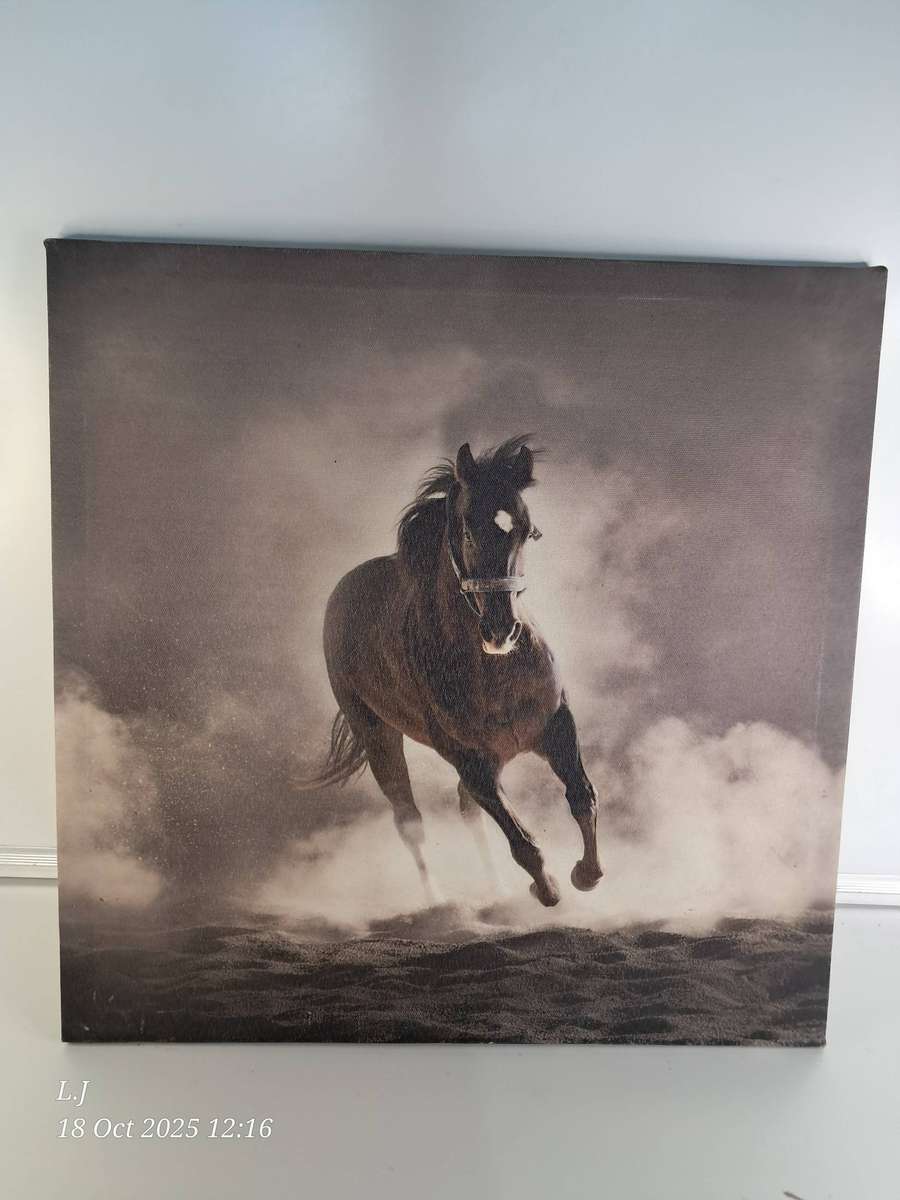 Canvas Picture of a Horse
