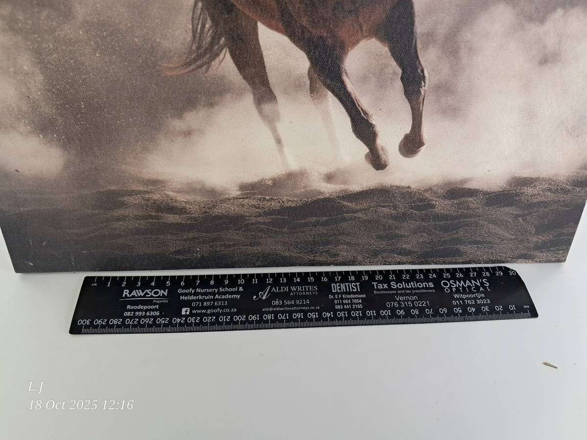 Canvas Picture of a Horse