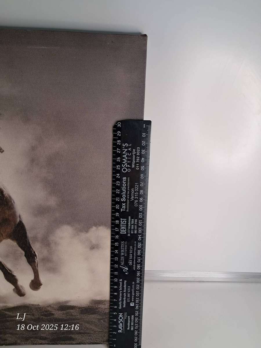 Canvas Picture of a Horse