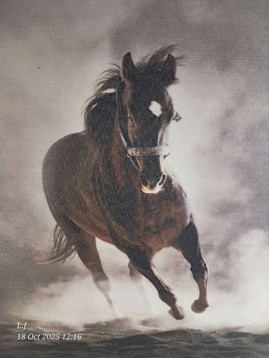 Canvas Picture of a Horse