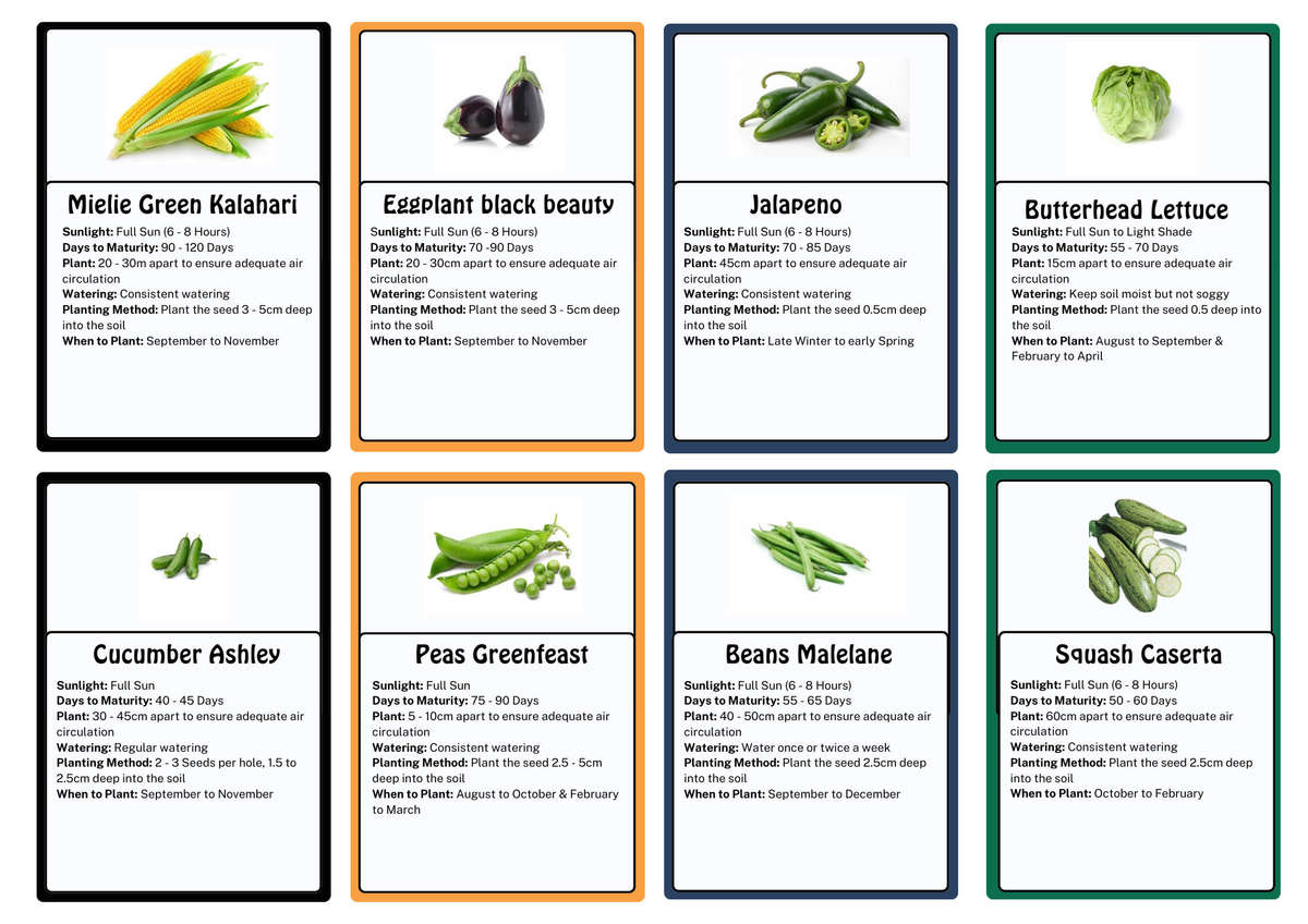 Vegetable Seed Box, 3 120 GMO-free seeds, 24 Vegetable varieties