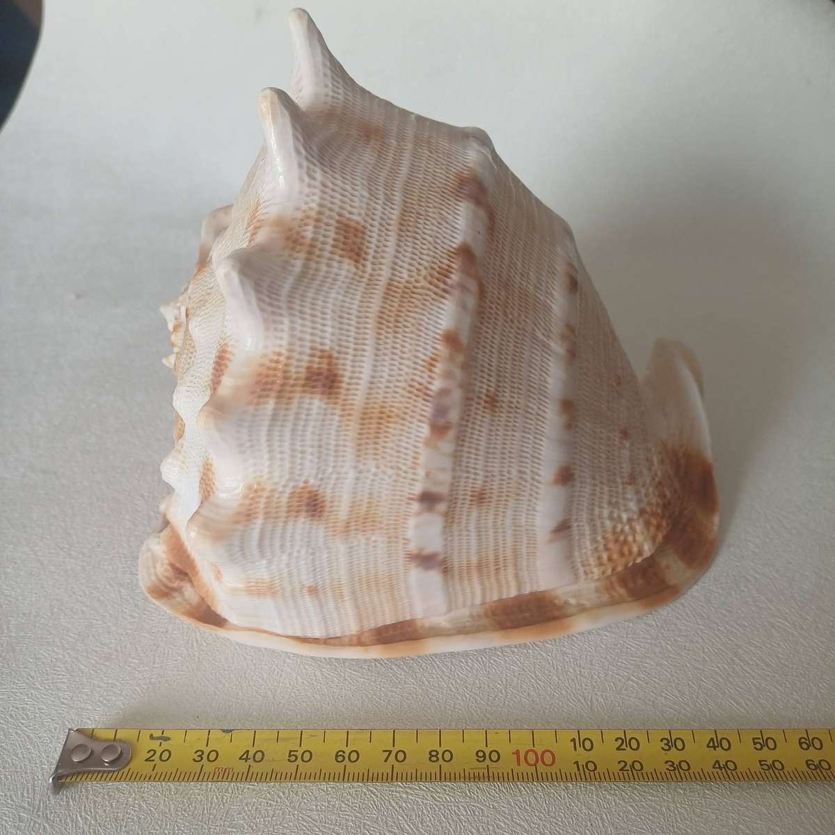 Horned Helmet Seashell ( Cassis Cornuta )