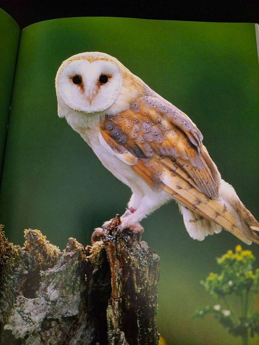 Book - Barn Owl by David Chandler