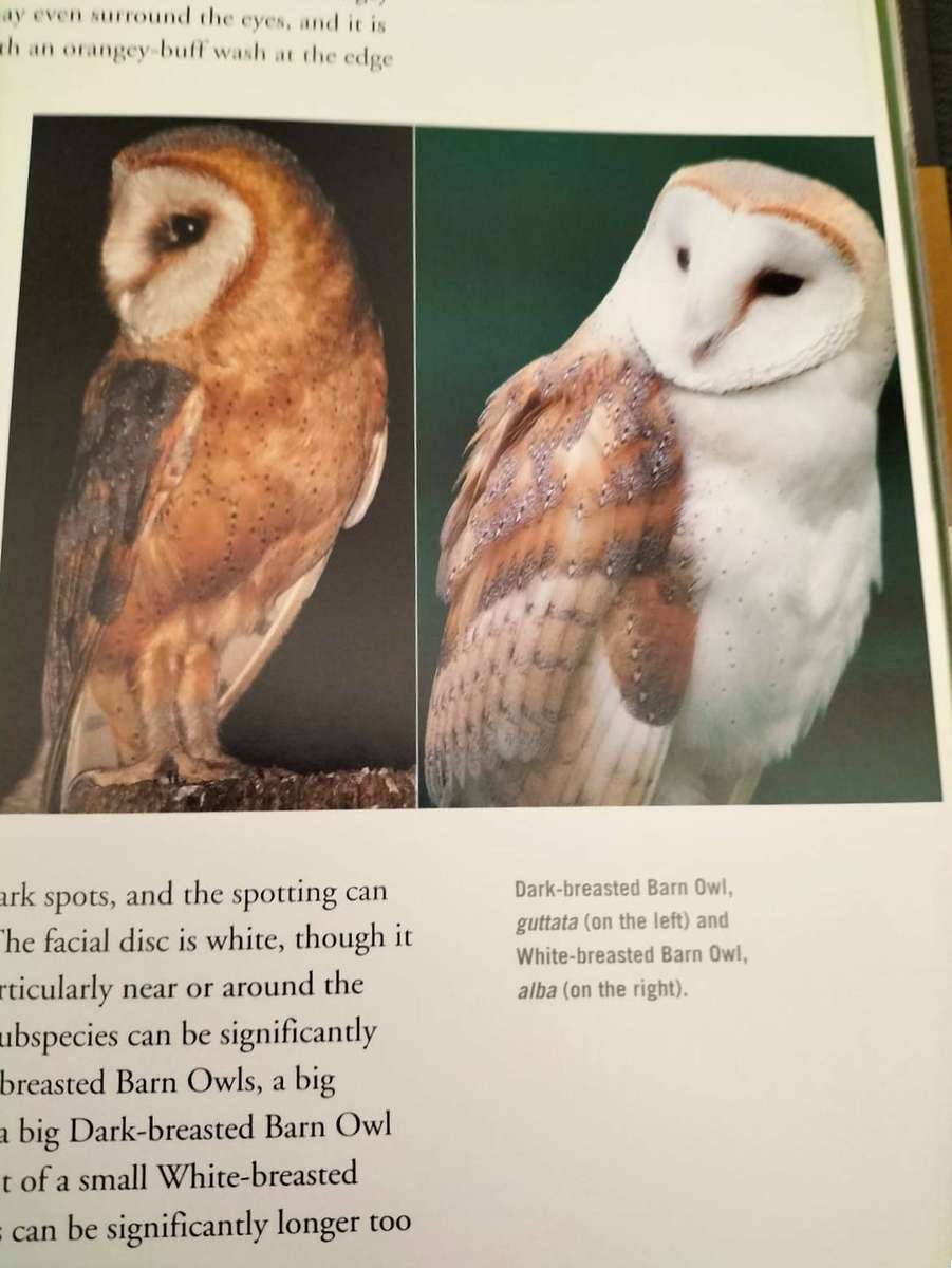 Book - Barn Owl by David Chandler