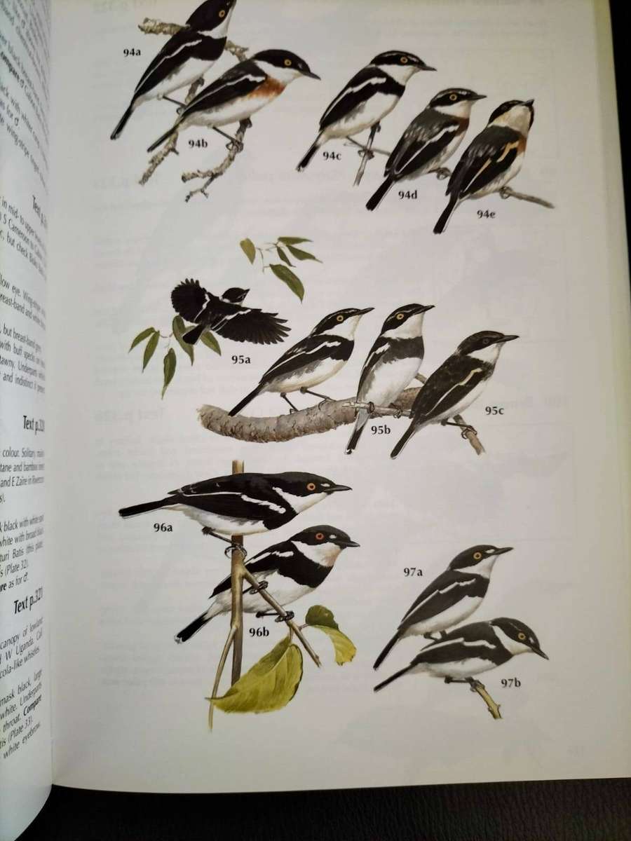 Book - Shrikes & Bush-Shrikes by Tony Harris & Kim Franklin