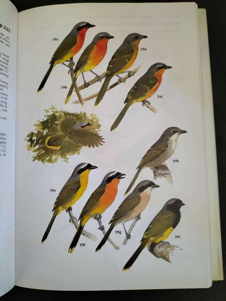 Book - Shrikes & Bush-Shrikes by Tony Harris & Kim Franklin