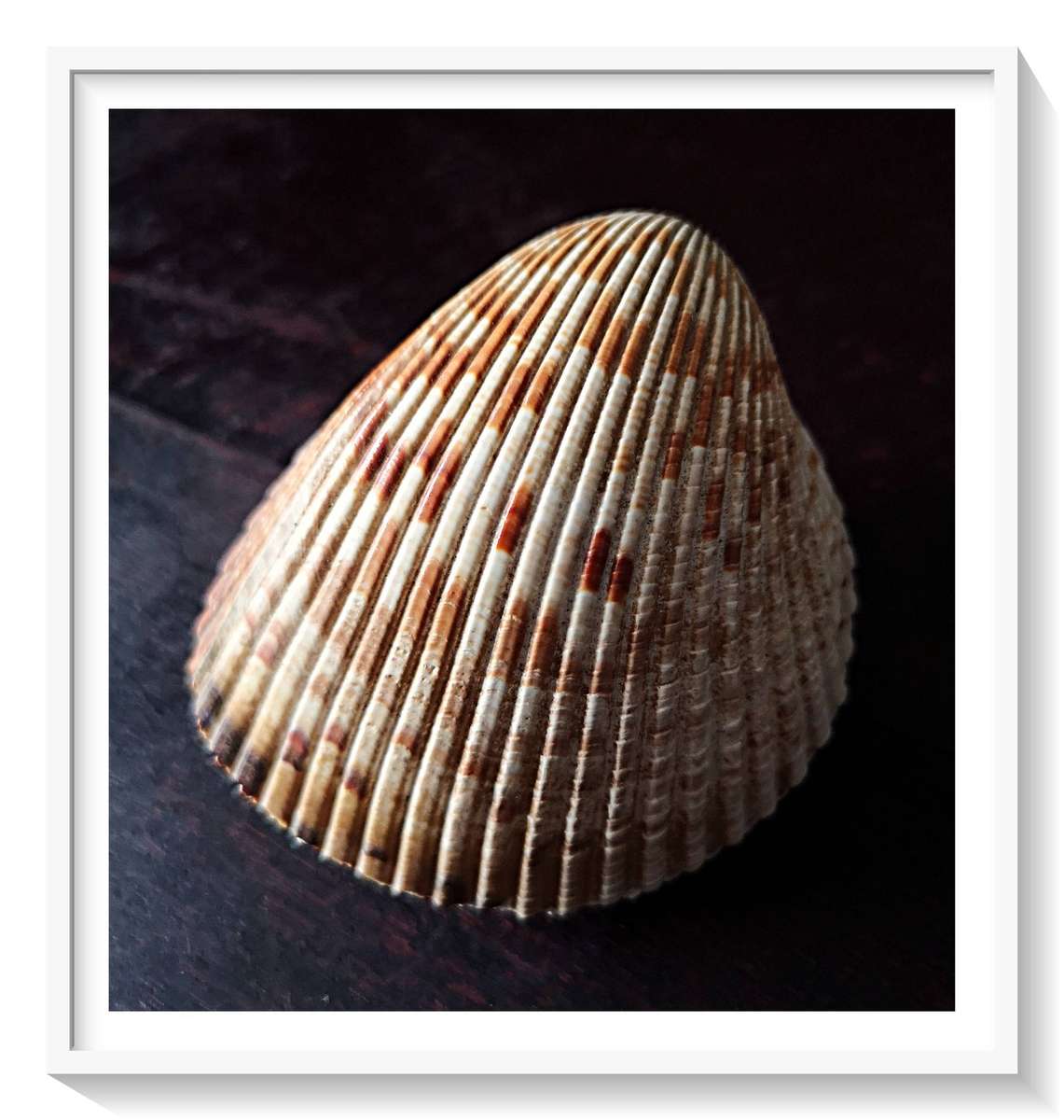 A Beautiful Medium Sized Clam Shell in Lovely Condition Roughly 60mm by 90mm ***
