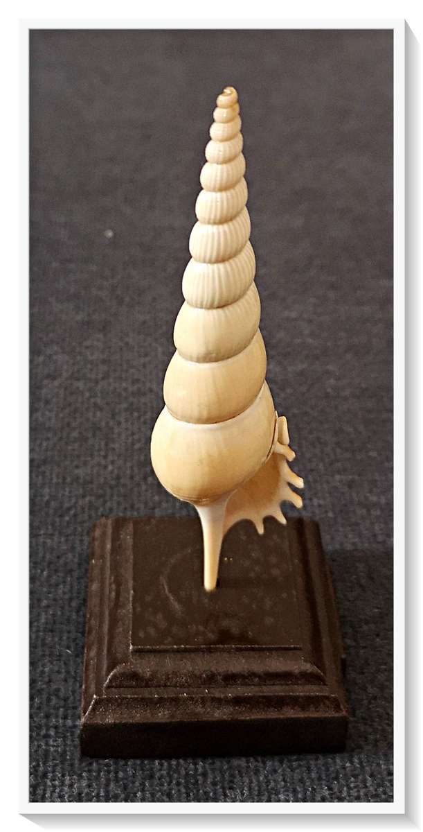 A Natural Spire Shell on Display - Wooden Block Base - Total Height 140MM - Simply Beautiful