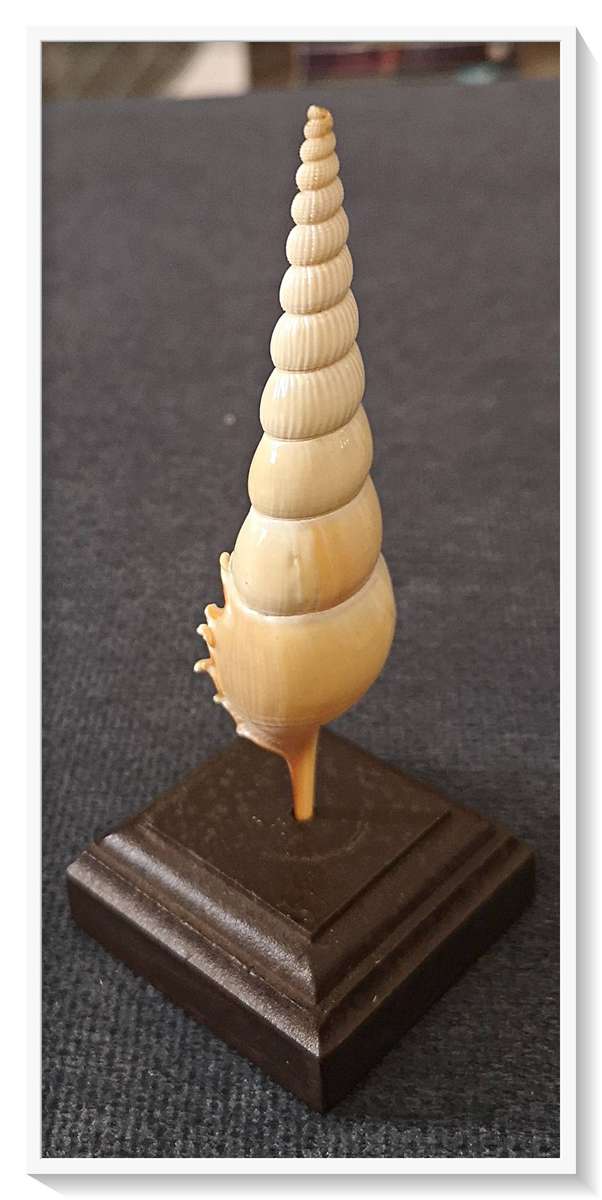 A Natural Spire Shell on Display - Wooden Block Base - Total Height 140MM - Simply Beautiful
