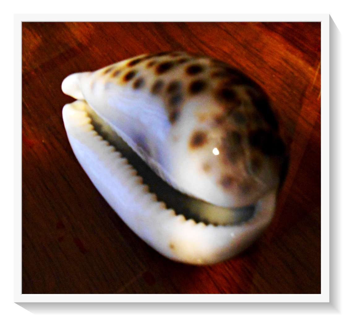 A Smooth Large Cowrie Shell