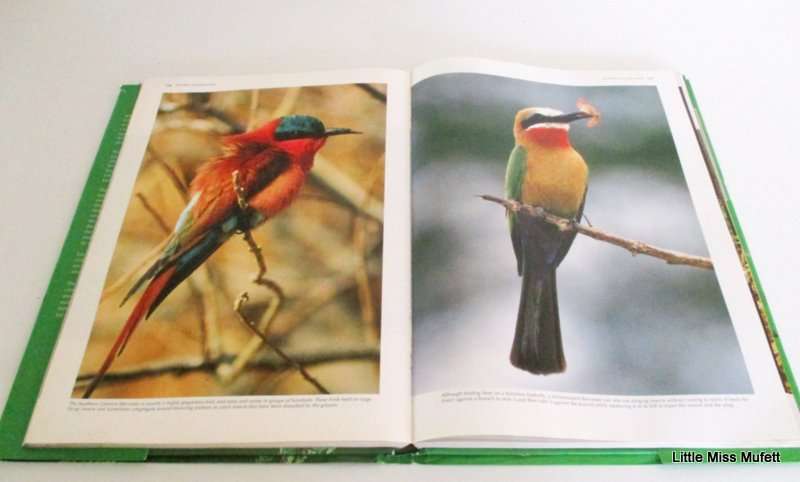 SPECTACULAR WORLD OF SOUTH AFRICAN BIRDS