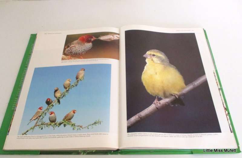 SPECTACULAR WORLD OF SOUTH AFRICAN BIRDS