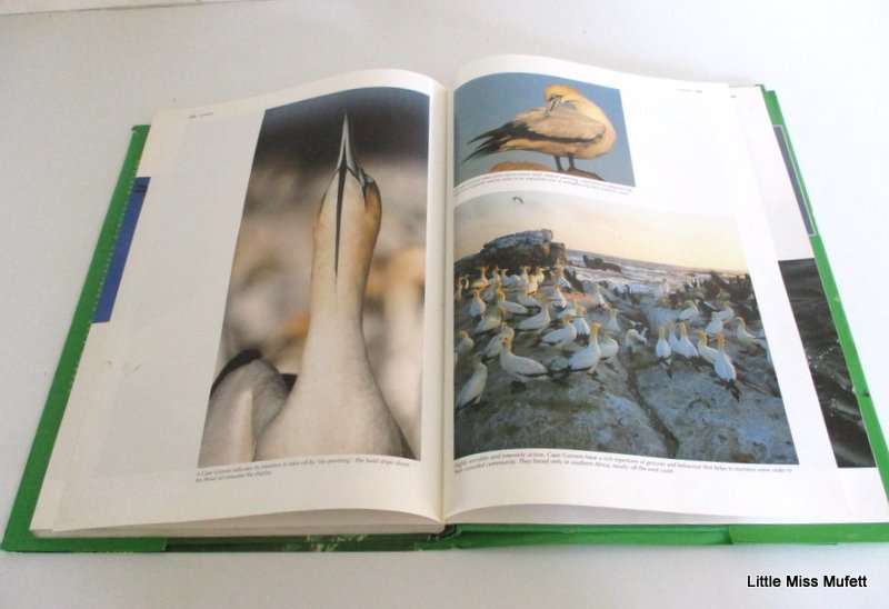 SPECTACULAR WORLD OF SOUTH AFRICAN BIRDS