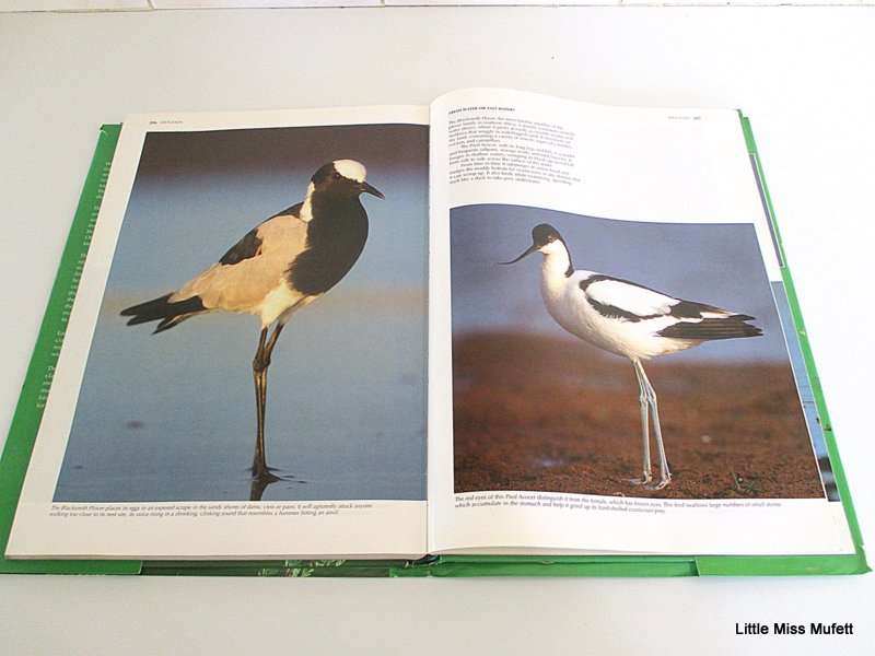 SPECTACULAR WORLD OF SOUTH AFRICAN BIRDS