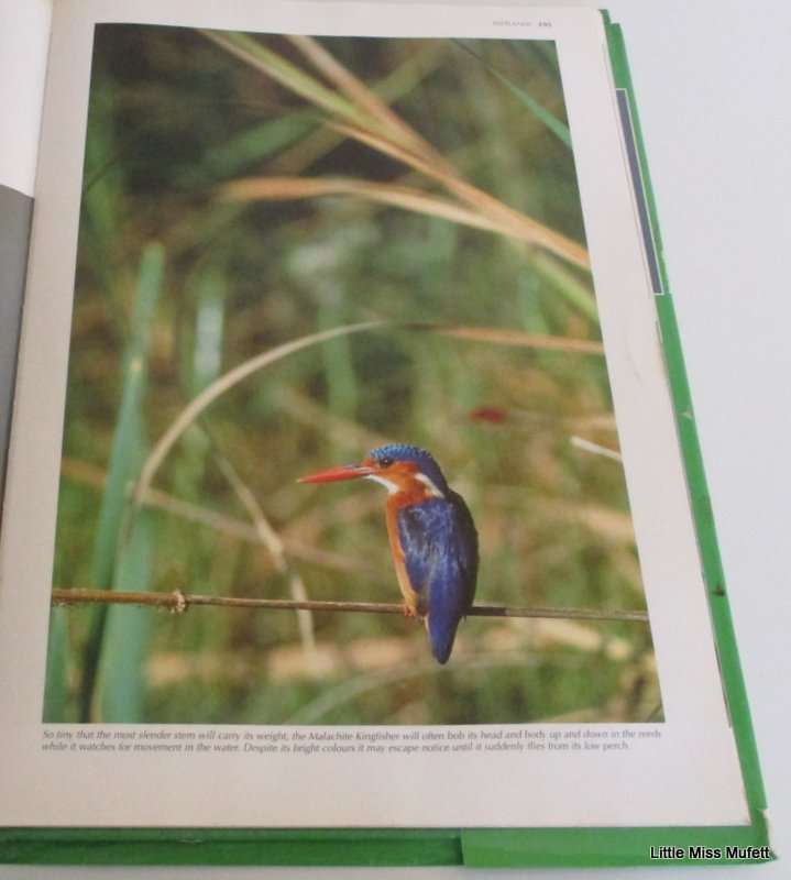 SPECTACULAR WORLD OF SOUTH AFRICAN BIRDS