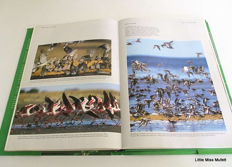 SPECTACULAR WORLD OF SOUTH AFRICAN BIRDS