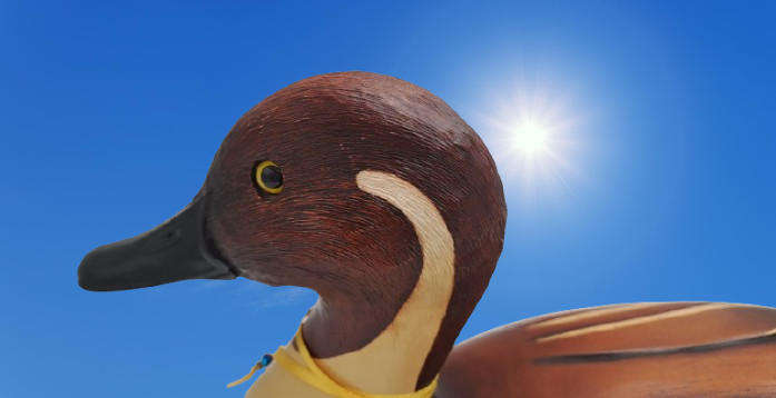 Knysna Feathers Gallery Limited Edition No 299 of 2000 PINTAIL Hand Crafted Hand Crafted and Painted