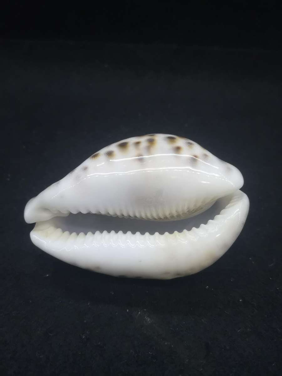Cowrie shell