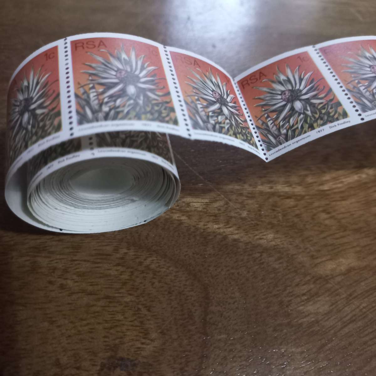 South West Africa SWA - 1973 Succulents - Coils - Still in Coil Rolls - R1 Start