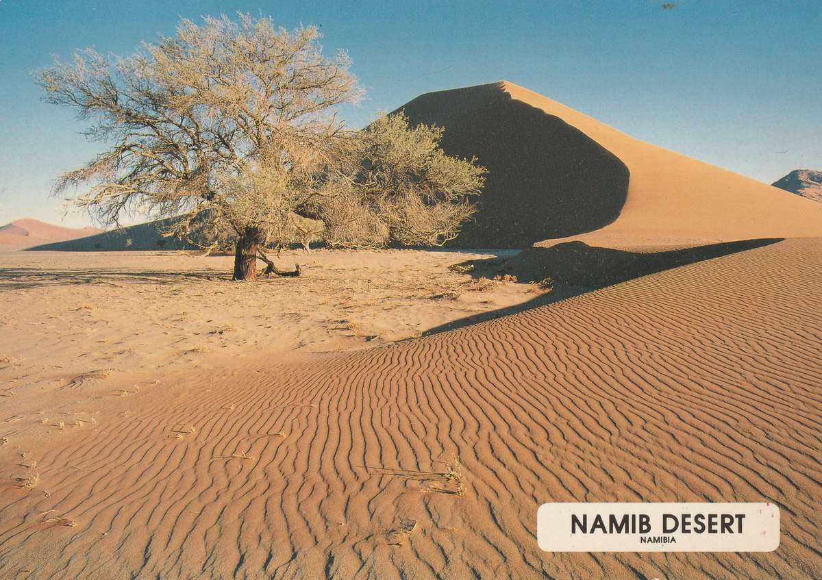 Namibia Namib Desert Dune 40 between Sesriem and Sossusvlei Tree Large Post Card