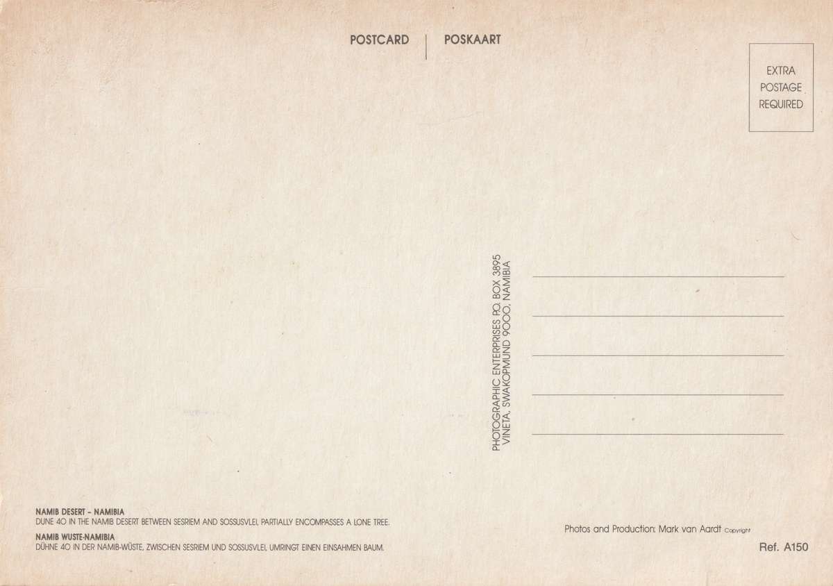 Namibia Namib Desert Dune 40 between Sesriem and Sossusvlei Tree Large Post Card