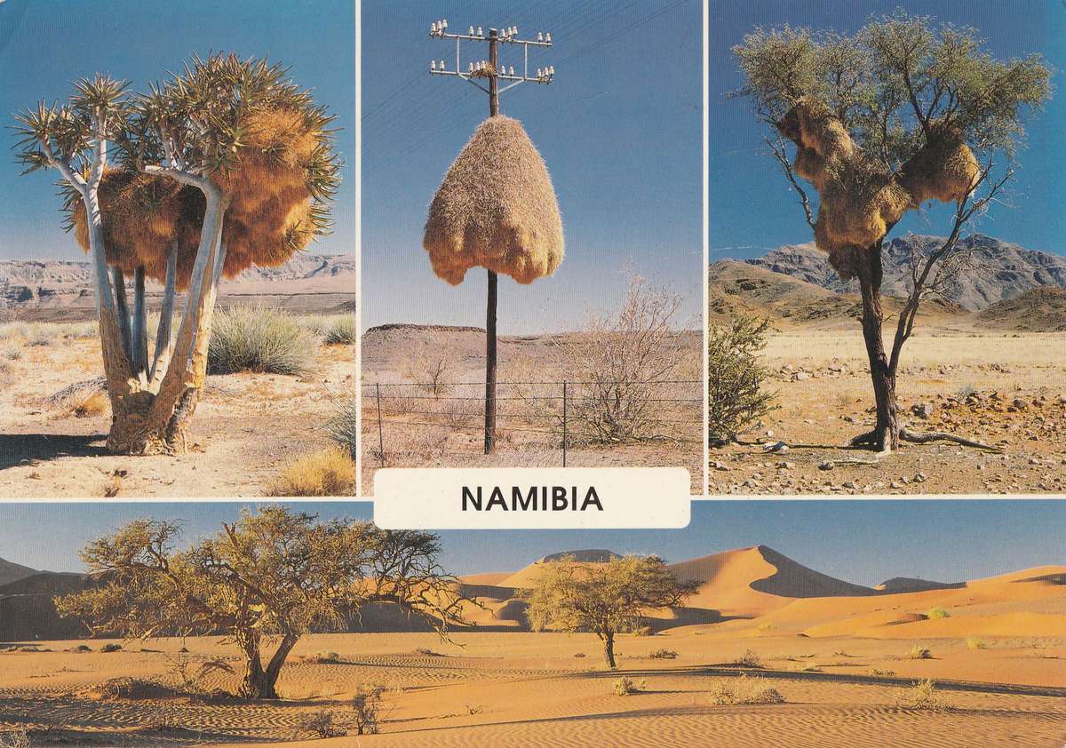 Namibia Namib Desert Weaver Birds Nests Large Post Card