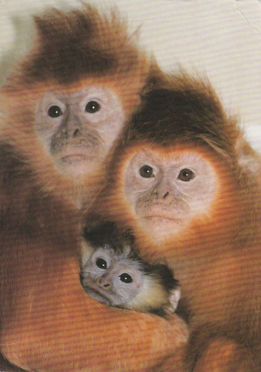 Great Britain 2004 Machins Monkeys Javan Langurs at Twycross Zoo