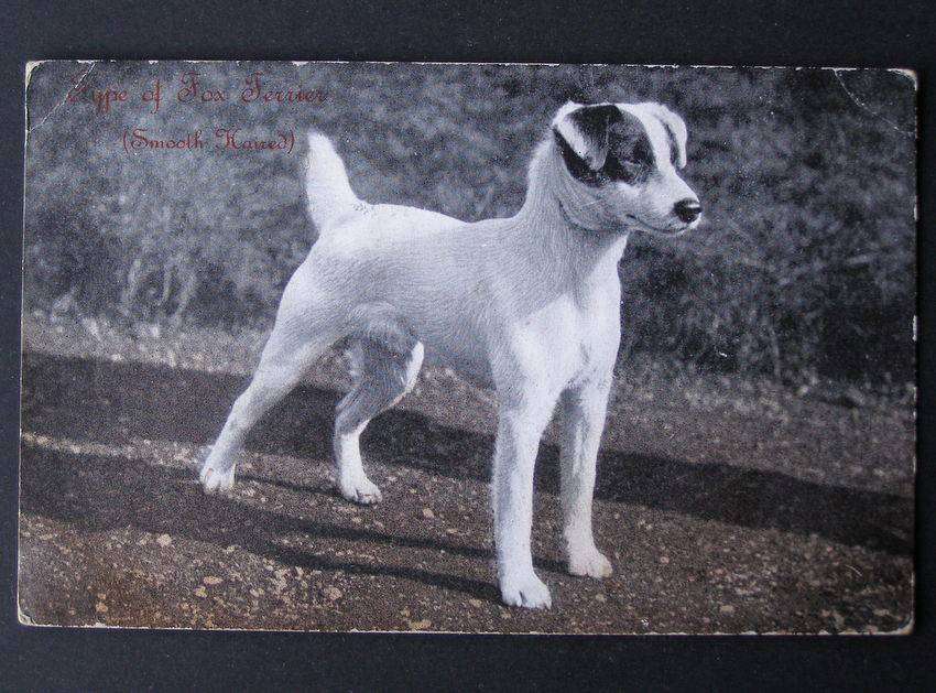 The Cynicus Publishing Co. POSTCARD - Smooth Haired Fox Terrier