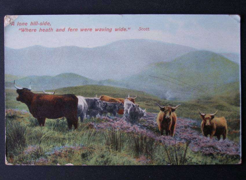 Tuck's Rapholette POSTCARD - Highland Cows - A lone hill-side 1926