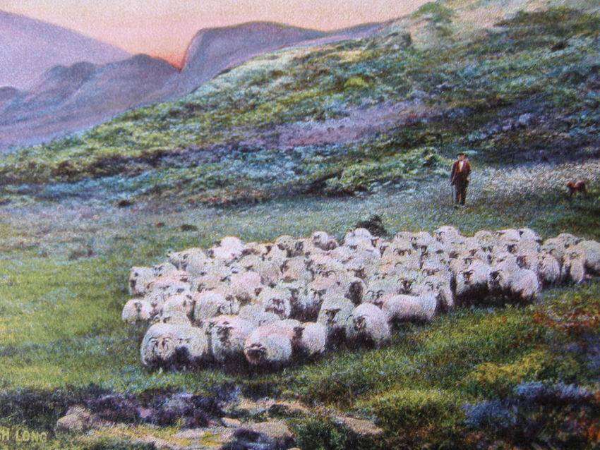 Tuck's Photochrome POSTCARD - Changing Pastures near Loch Long 1909