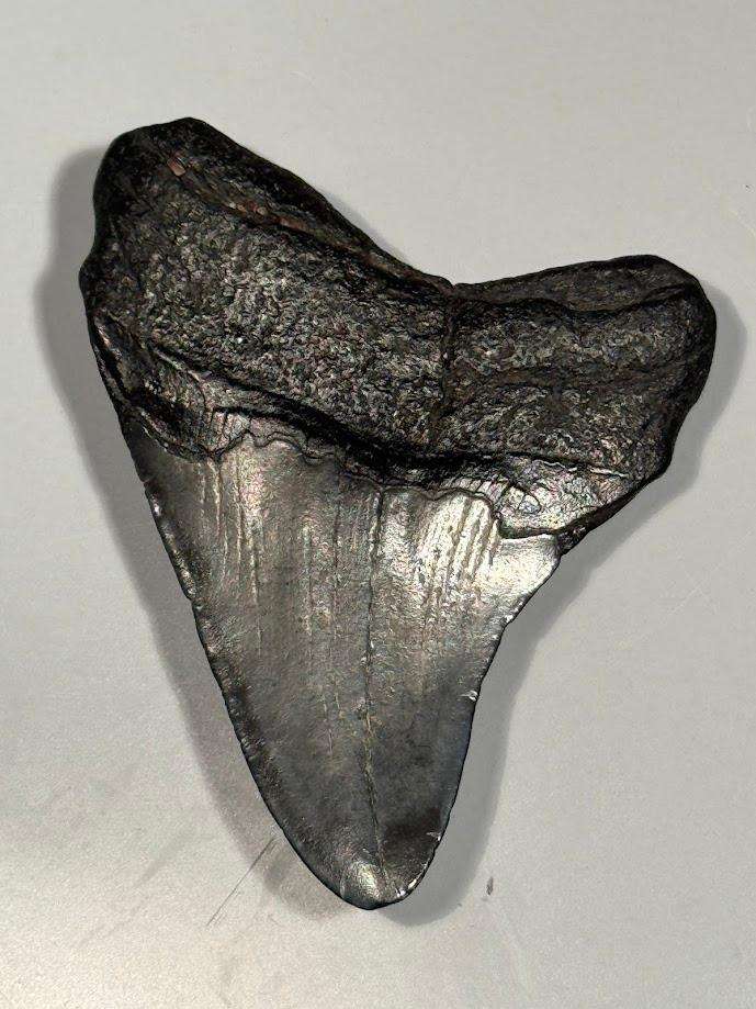 Fossil shark tooth Carcharodon Megalodon Great white Shark. 7 cm Authentic