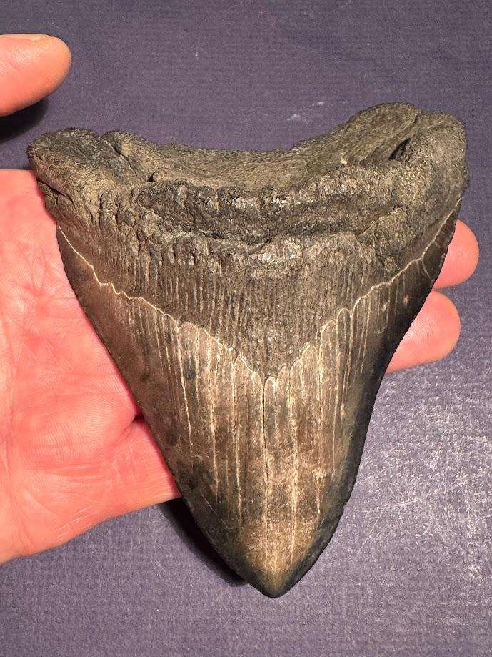 Fossil shark tooth Carcharodon Megalodon Great white Shark. 12 cm Authentic