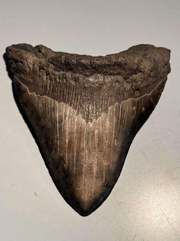 Fossil shark tooth Carcharodon Megalodon Great white Shark. 12 cm Authentic