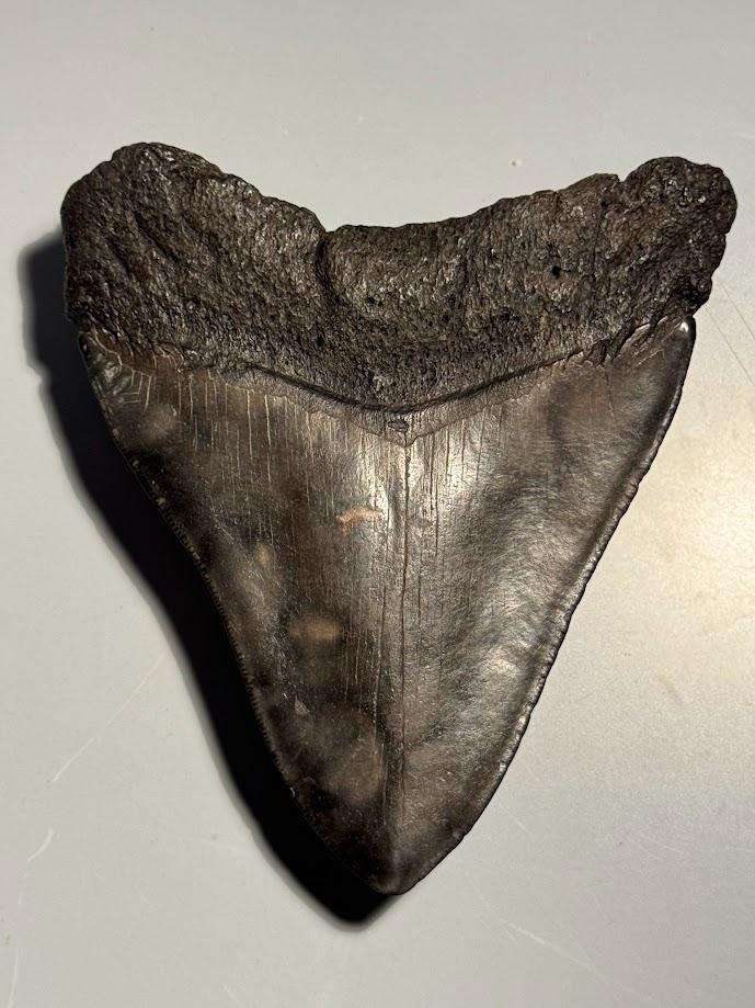 Fossil shark tooth Carcharodon Megalodon Great white Shark. 12 cm Authentic