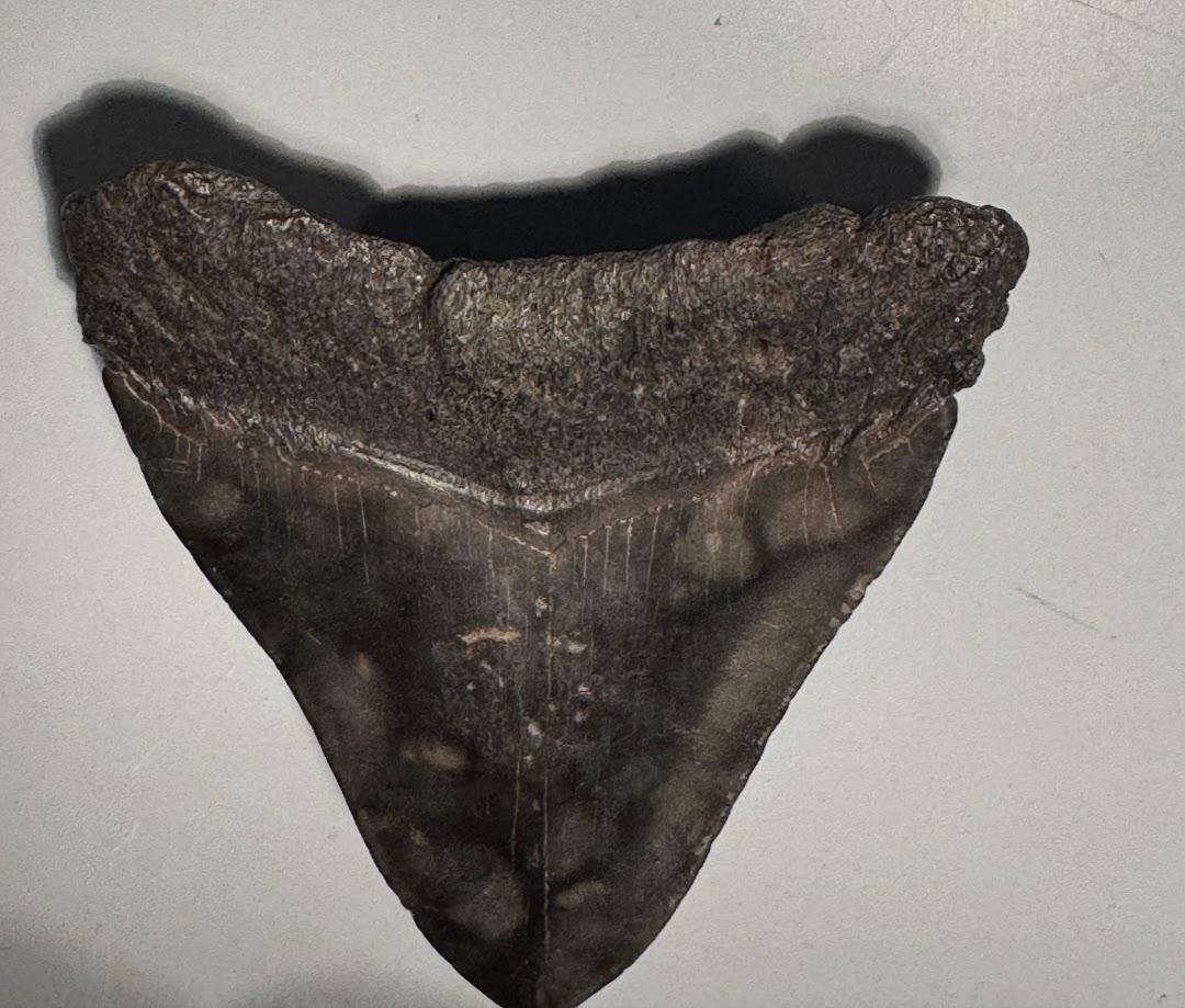 Fossil shark tooth Carcharodon Megalodon Great white Shark. 12 cm Authentic