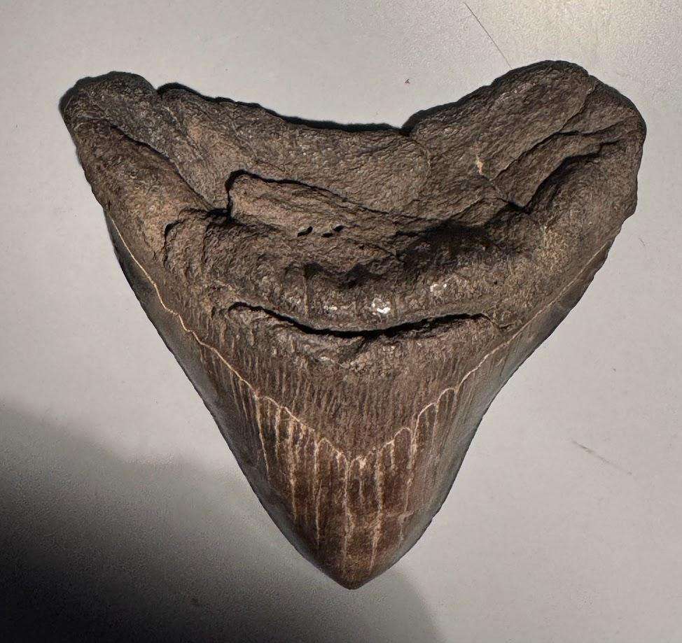 Fossil shark tooth Carcharodon Megalodon Great white Shark. 12 cm Authentic