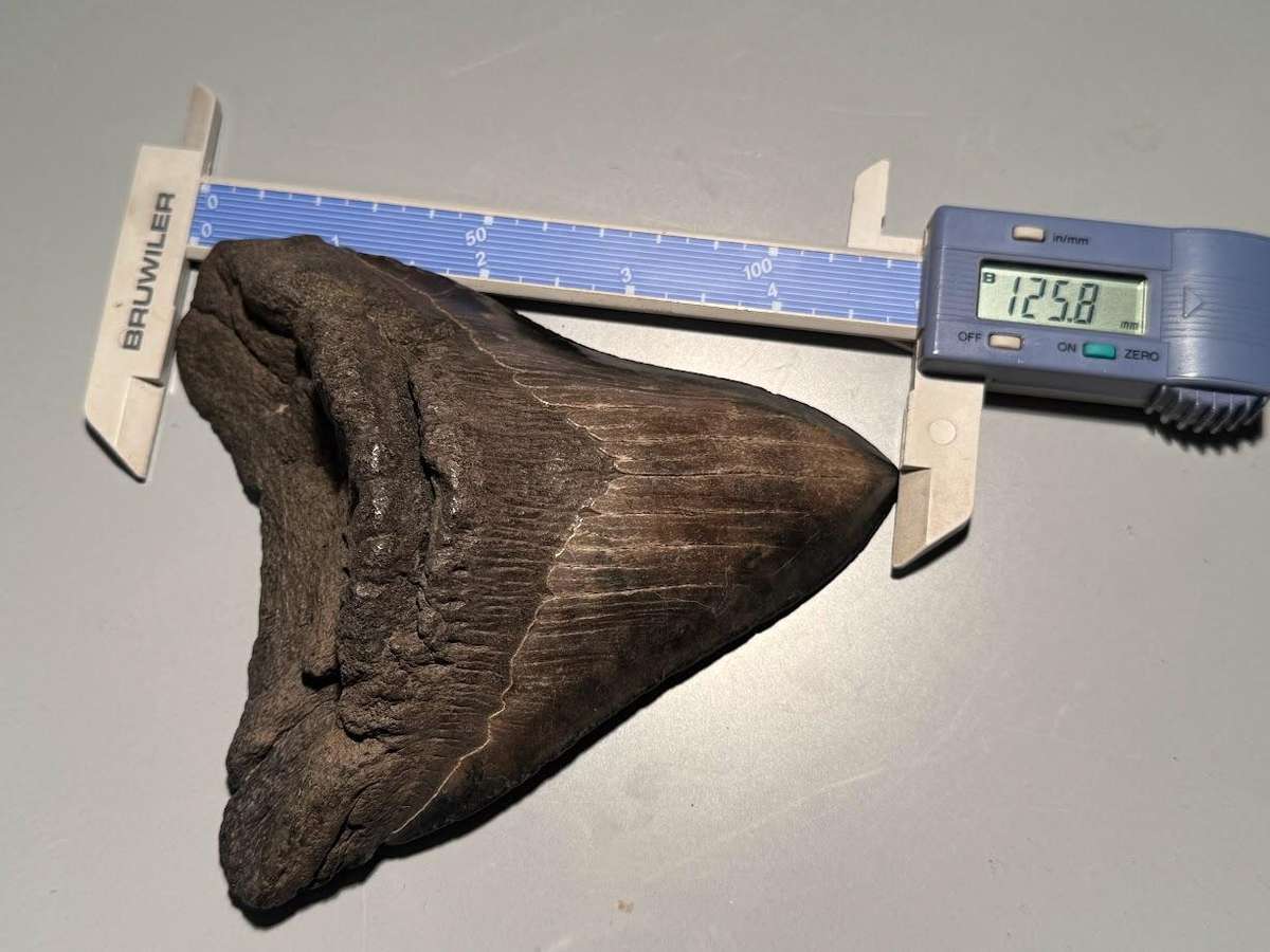 Fossil shark tooth Carcharodon Megalodon Great white Shark. 12 cm Authentic