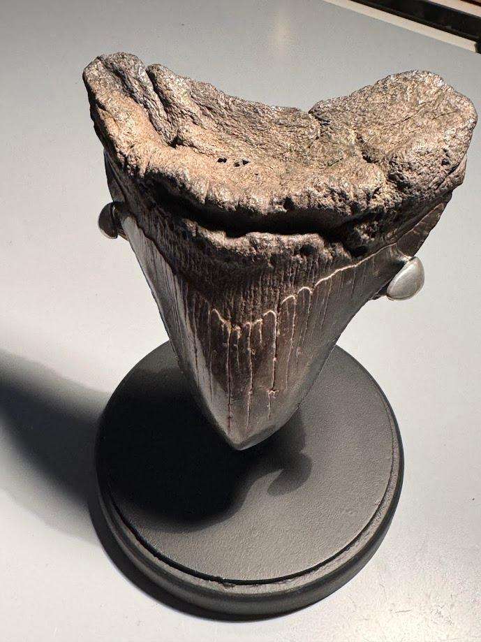 Fossil shark tooth Carcharodon Megalodon Great white Shark. 12 cm Authentic