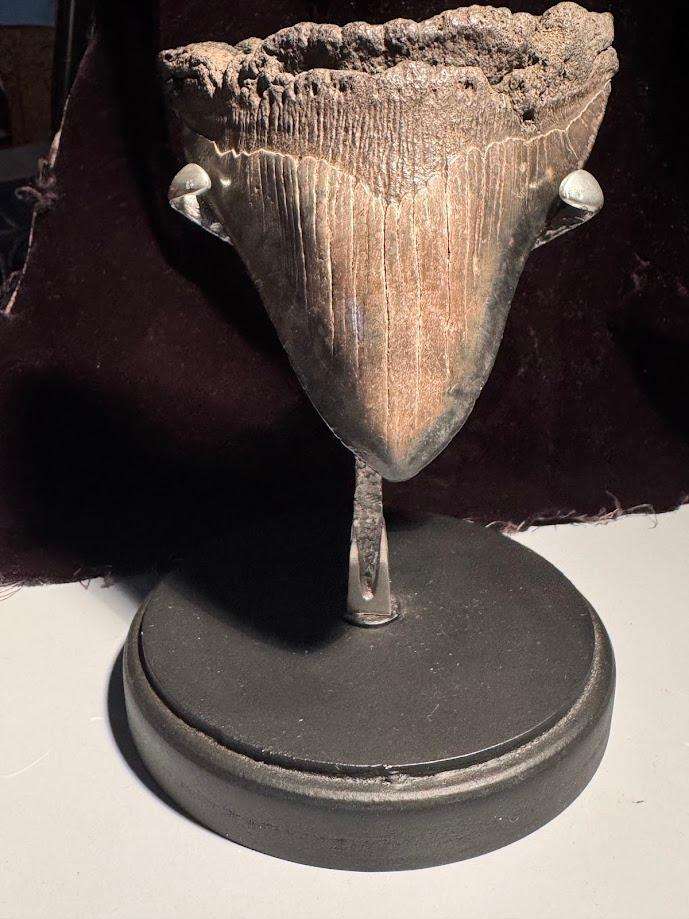 Fossil shark tooth Carcharodon Megalodon Great white Shark. 12 cm Authentic