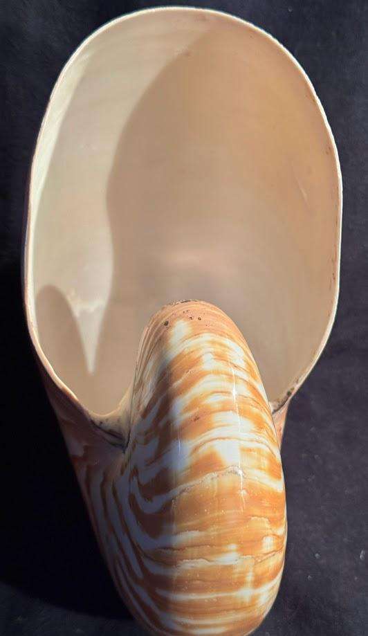 Nautilus Shell natural polished. Chambered Nautilus Seashell