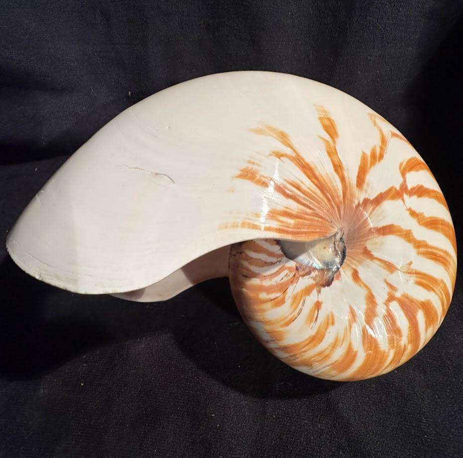 Nautilus Shell natural polished. Chambered Nautilus Seashell