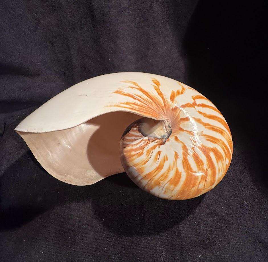 Nautilus Shell natural polished. Chambered Nautilus Seashell
