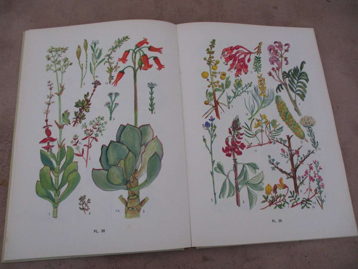 Blomplante van Suid-Kaapland (Pauline Bohnen)
