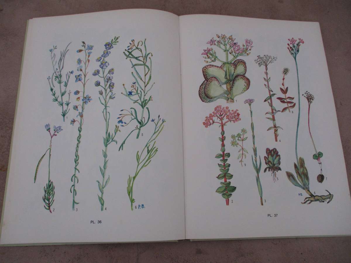 Blomplante van Suid-Kaapland (Pauline Bohnen)