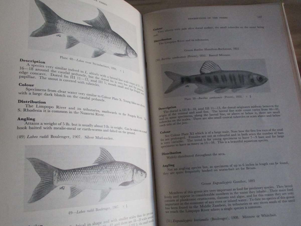 FRESHWATER FISHES of the ZAMBEZI RIVER, LAKE KARIBA, PUNGWE, SABI, LUNDI and LIMPOPO RIVERS