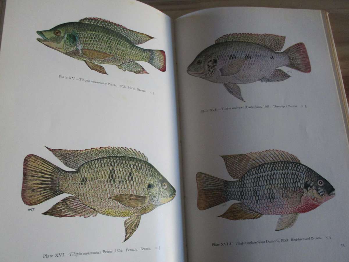 FRESHWATER FISHES of the ZAMBEZI RIVER, LAKE KARIBA, PUNGWE, SABI, LUNDI and LIMPOPO RIVERS