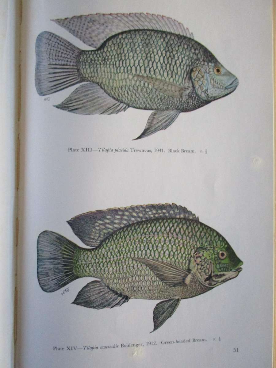 FRESHWATER FISHES of the ZAMBEZI RIVER, LAKE KARIBA, PUNGWE, SABI, LUNDI and LIMPOPO RIVERS