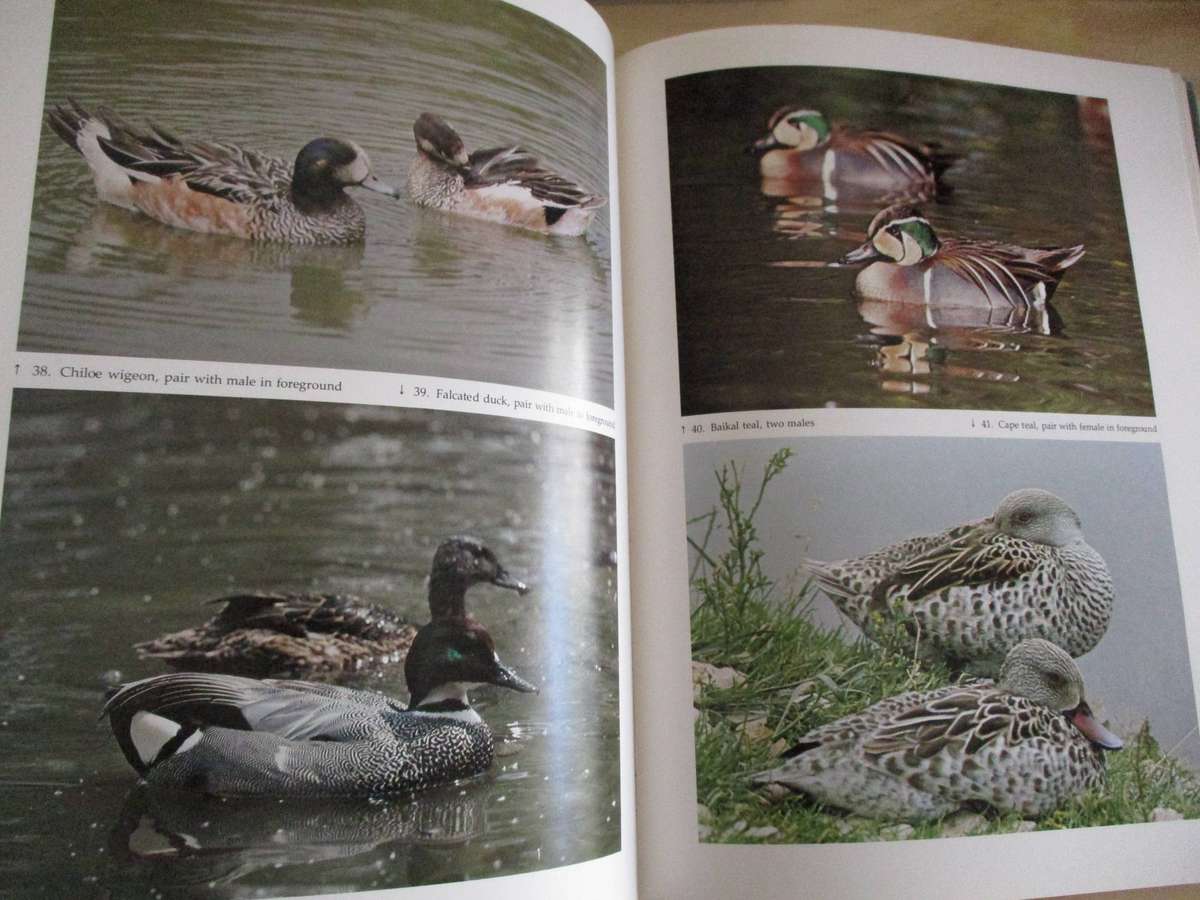 DUCKS, GEESE & SWANS OF THE WORLD